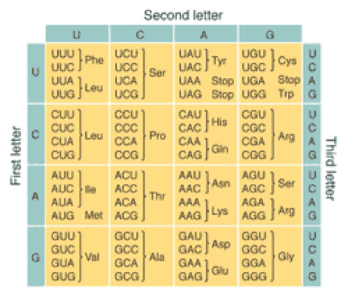 Codon chart.