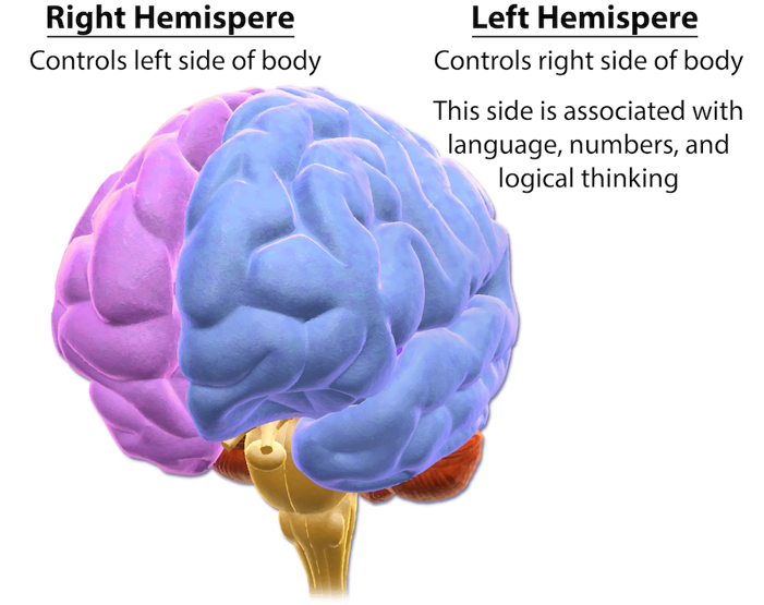 Brain hemispheres.