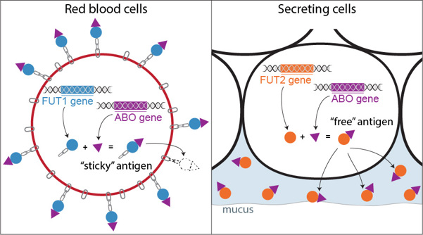 Interactions of the ABO gene with the FUT1 or FUT2 gene to produce “sticky” or “free” versions of the antigen, respectively. Diagram.Interactions of the ABO gene with the FUT1 or FUT2 gene to produce “sticky” or “free” versions of the antigen, respectively. Diagram.