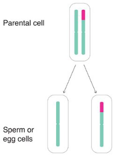 Chromosomes inherited by sperm or egg cells