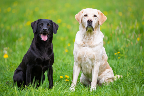 Image of a black labrador (left) and a yellow labrador (right) sitting in a grassy meadow.