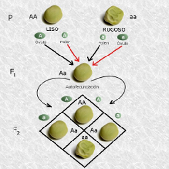 A punnett square displaying mendelian inheritance.