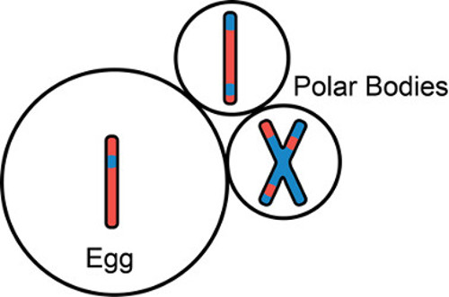 Egg and polar bodies