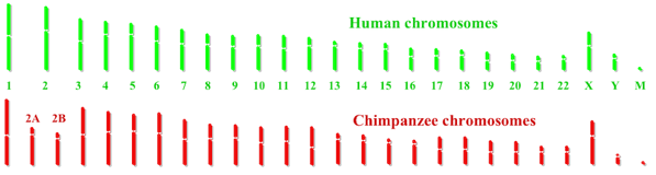 Human and chimp chromosomes
