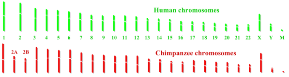What might cause the number of chromosomes in a species to change
