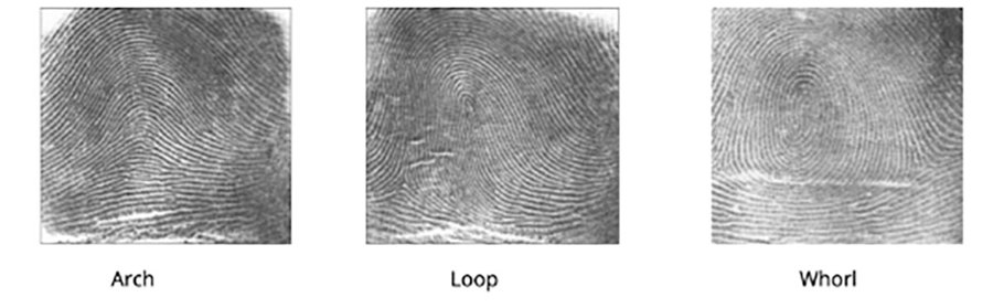The three basic fingerprint patterns; arch, loop, and whorl. Depending on the details of this pattern, they can look quite different.