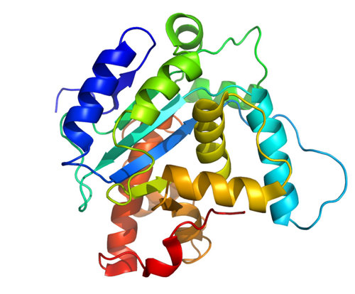 A cartoon representation of the structure of the S. pombe Pop2p deadenylation subunit, colored in rainbow colors.