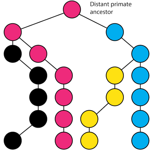 Fig4-2 complete lineage sorting.