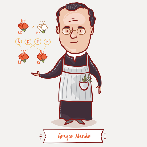 Cartoon Gregor Mendel showing pea plant flower crosses.