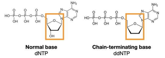 Chemical structure of a normal base vs a chain-terminating one.