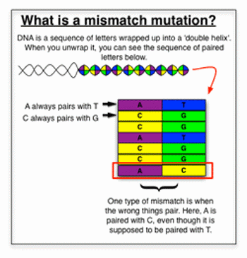 Mismatch mutation.